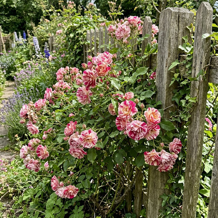 50 Premium Striped Rose Seeds - Beautiful Garden Flowers for Planting