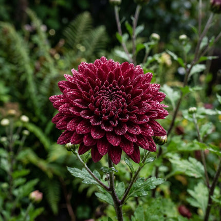 50 Premium Maroon Chrysanthemum Seeds - Beautiful Garden Flowers for Planting