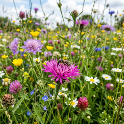 300 Perennial Wildflower Mix Seeds - Premium Bulk Seed Blend for Easy Outdoor Garden Landscapes