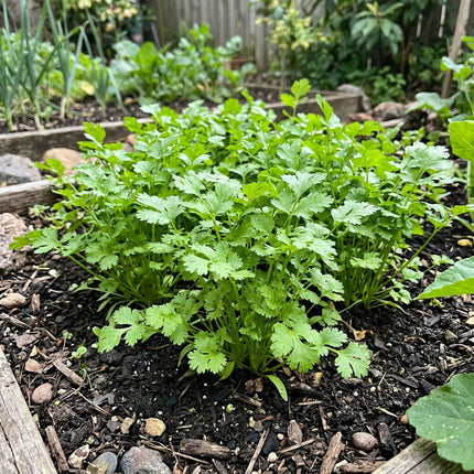 1000 Slow Bolt Cilantro Seeds - Heirloom Herb Seeds for Planting
