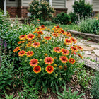 Gaillardia Blanket Seeds - 100 Seeds