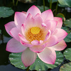 Sacred Water Lotus Seeds - 20 Seeds