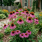Purple Coneflower Echinacea Seeds - 100 Seeds