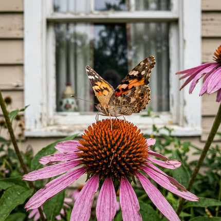 100 Purple Coneflower Echinacea Seeds for Planting - Heirloom Seed Blend for Home Garden