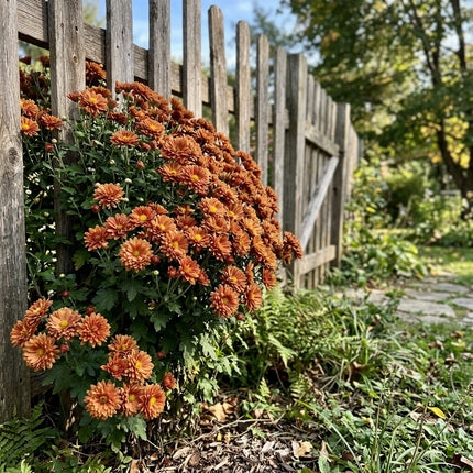 50 Premium Bronze Chrysanthemum Seeds - Beautiful Garden Flowers for Planting