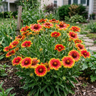 Gaillardia Seeds - 300 Seeds