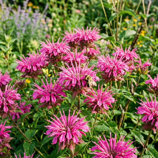 1000 Pink Bee Balm Seeds for Planting - Vibrant Heirloom Perennial Garden Floral Decor, Easy to Grow Outdoor Landscape Blooms, Beautiful Bee Balm Plants