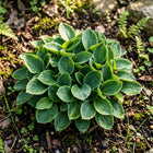 Miniature Hosta Seeds - 50 Seeds