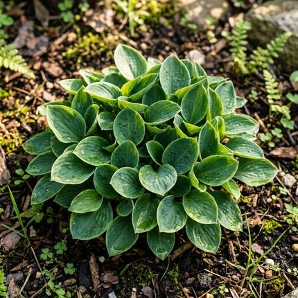 50 Miniature Hosta Seeds for Planting - Beautiful Garden Plants - Easy to Grow