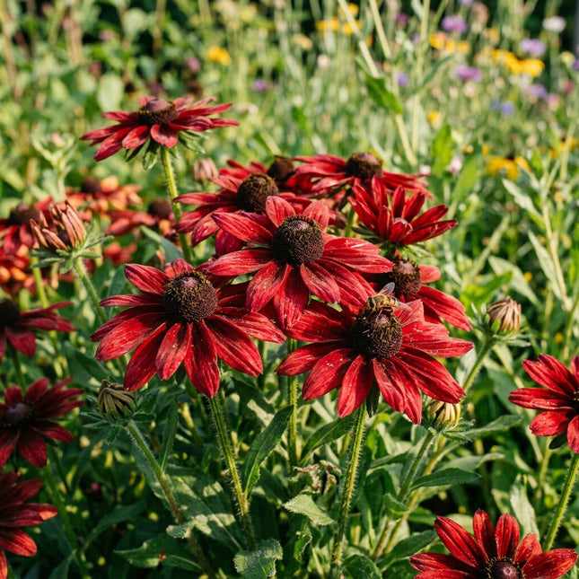 Fresh 300 Cherry Red Black Eyed Susan Seeds for Home Gardening - Beautiful Perennial Flowers, Stunning Yard Decor, for Planting