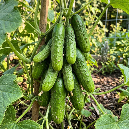50 Mini Fruit Cucumber Seeds for Planting - Premium Heirloom Mini Fruit Cucumber Seeds for Home Garden