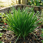 Broad Leaf Garlic Chives Seeds - 500 Seeds