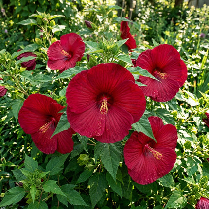 100 Deep Red Giant Hibiscus Seeds - Beautiful Garden Plants - Easy to Grow