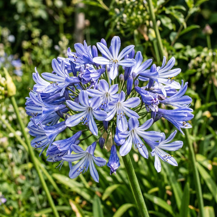 50 Bicolor African Lily Seeds for Planting - Premium Heirloom Bicolor African Lily Seeds for Home Garden