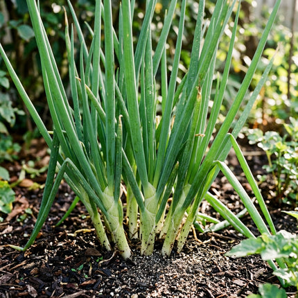 500 Japanese Bunching Onions Seeds for Planting - Premium Heirloom Japanese Bunching Onions Seeds for Home Garden