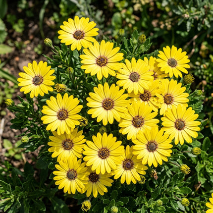 50 Bright Yellow South African Marigold Seeds for Planting - Cheerful Osteospermum - Beautiful Daisy-like Cut Flowers