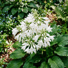 White Flowering Hosta Seeds - 50 Seeds