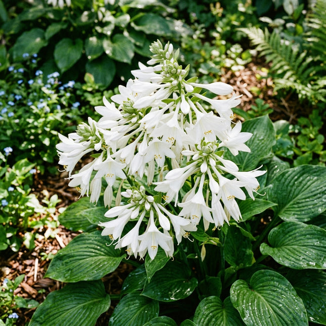 50 White Flowering Hosta Seeds for Planting - Beautiful Garden Plants - Easy to Grow