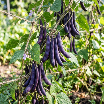 30 Purple Podded Beans Seeds for Planting - Premium Heirloom Purple Podded Beans Seeds for Home Garden