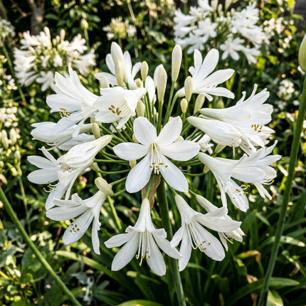 50 White African Lily Seeds for Planting - Premium Heirloom White African Lily Seeds for Home Garden