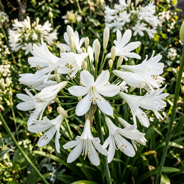 50 White African Lily Seeds for Planting - Premium Heirloom White African Lily Seeds for Home Garden