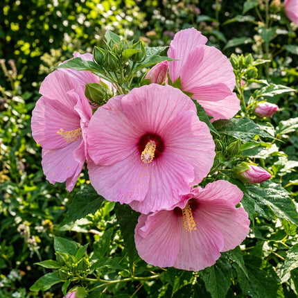 100 Pink Giant Hibiscus Seeds - Beautiful Garden Plants - Easy to Grow