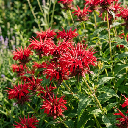 1000 Red Bee Balm Seeds for Planting - Vibrant Heirloom Perennial Garden Floral Decor, Easy to Grow Outdoor Landscape Blooms, Beautiful Bee Balm Plants