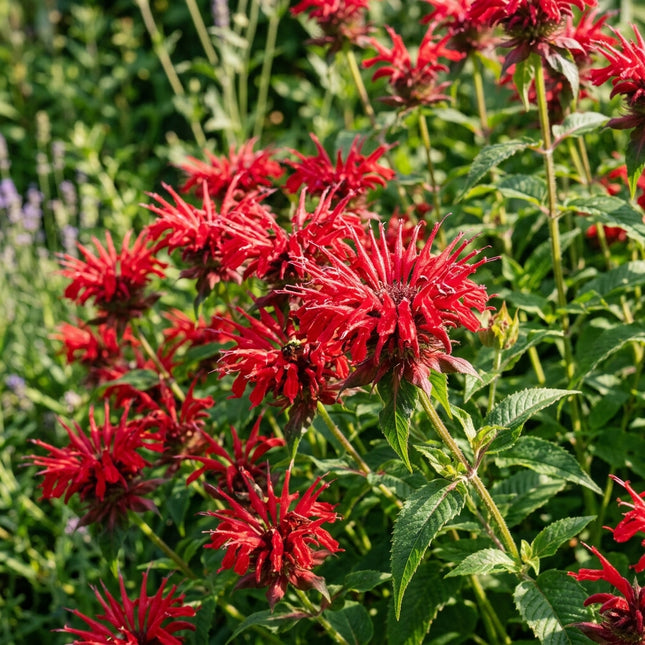 1000 Red Bee Balm Seeds for Planting - Vibrant Heirloom Perennial Garden Floral Decor, Easy to Grow Outdoor Landscape Blooms, Beautiful Bee Balm Plants