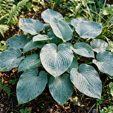 50 Blue Hosta Seeds for Planting - Beautiful Garden Plants - Easy to Grow