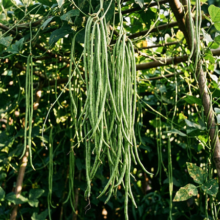 30 Yardlong Beans Seeds for Planting - Premium Heirloom Yardlong Beans Seeds for Home Garden