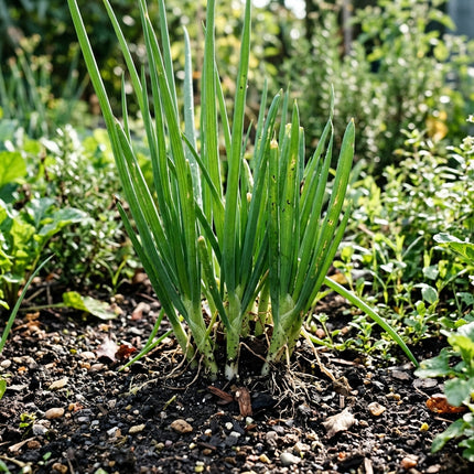500 Evergreen Bunching Onions Seeds for Planting - Premium Heirloom Evergreen Bunching Onions Seeds for Home Garden