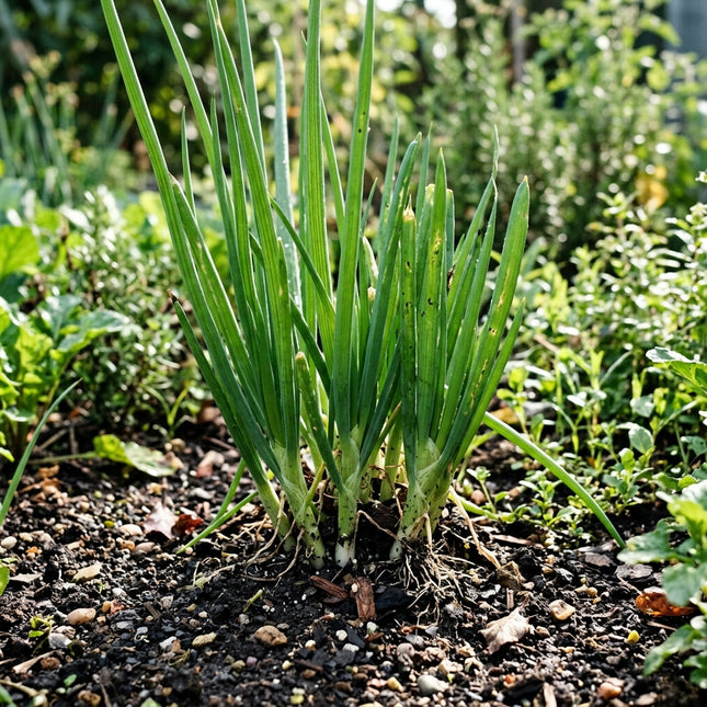 500 Evergreen Bunching Onions Seeds for Planting - Premium Heirloom Evergreen Bunching Onions Seeds for Home Garden