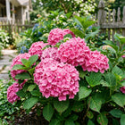Pink Hydrangea Seeds - 50 Seeds