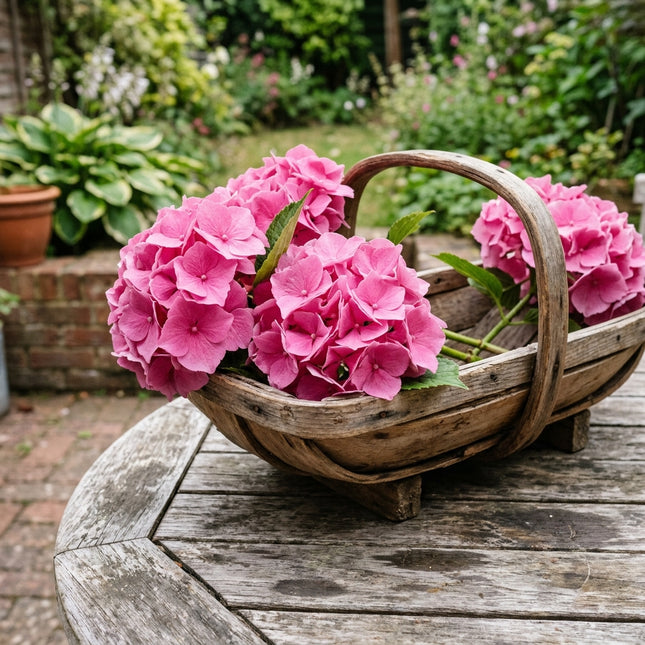 50 Pink Hydrangea Seeds for Planting - Variety for Home Gardening