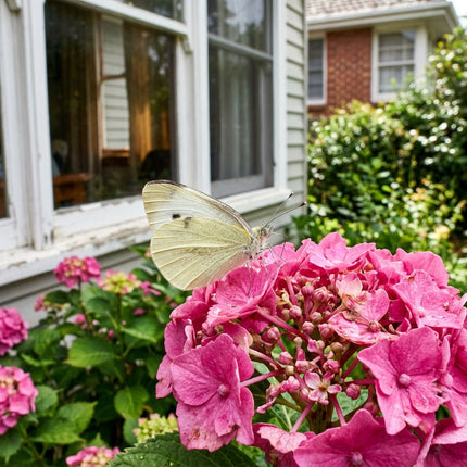 50 Pink Hydrangea Seeds for Planting - Variety for Home Gardening