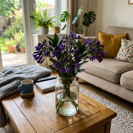 35 Dark Purple African Lily Seeds for Planting - Premium Heirloom Dark Purple African Lily Seeds for Home Garden