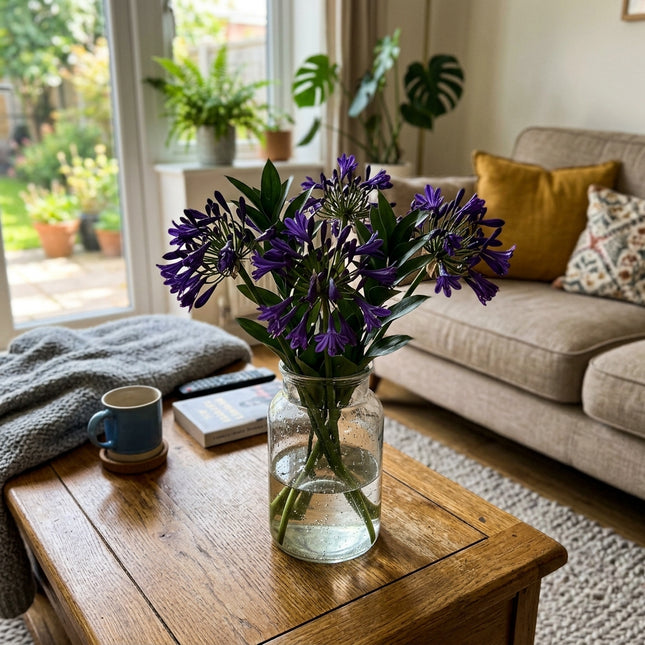 35 Dark Purple African Lily Seeds for Planting - Premium Heirloom Dark Purple African Lily Seeds for Home Garden