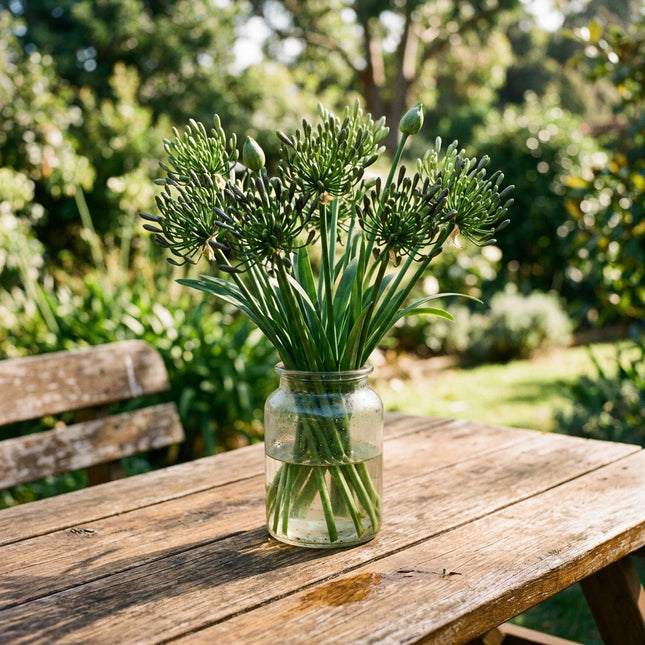 Lush 50 African Lily Flower Seeds, Green - Vibrant Floral Display, for Home Garden, for Garden Borders
