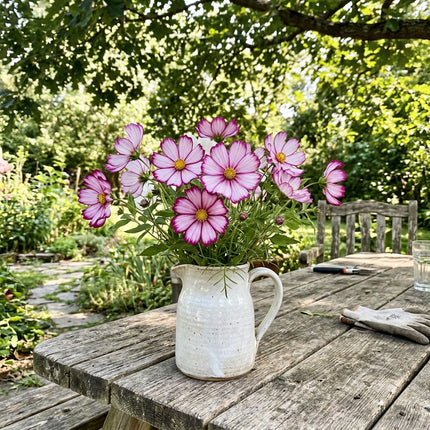 100 Count Picotee Cosmos Seeds - for Garden Borders, for Home Garden, Fast Growing