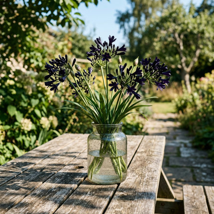 50 Black African Lily Seeds for Planting - Long Lasting Patio Blooms, Drought Tolerant