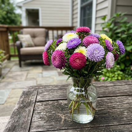 Beautiful 50 Aster Flower Seeds, Pompon - Beautiful Perennial Flowers, Heirloom Floral Blooms, Stunning Yard Decor