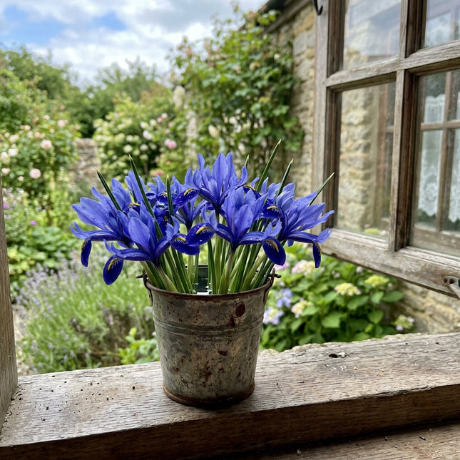 Fresh 50 Dwarf Blue Iris Seeds for Home Gardening - Beautiful Perennial Flowers, Beginner Friendly Planting, Nature Inspired Landscape
