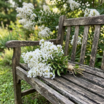 100 Count White Crape Myrtle Seeds - for Garden Borders, for Planting, Beautiful Perennial Flowers
