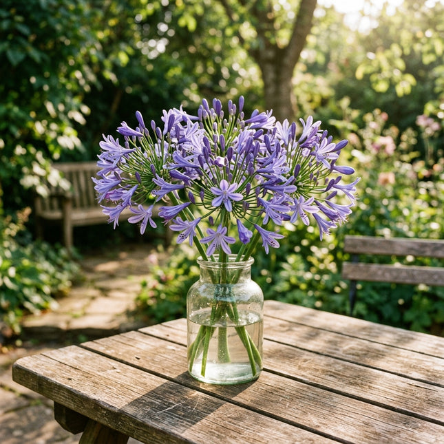 50 Count Violet African Lily Seeds - Long Lasting Patio Blooms, Nature Inspired Landscape, Drought Tolerant