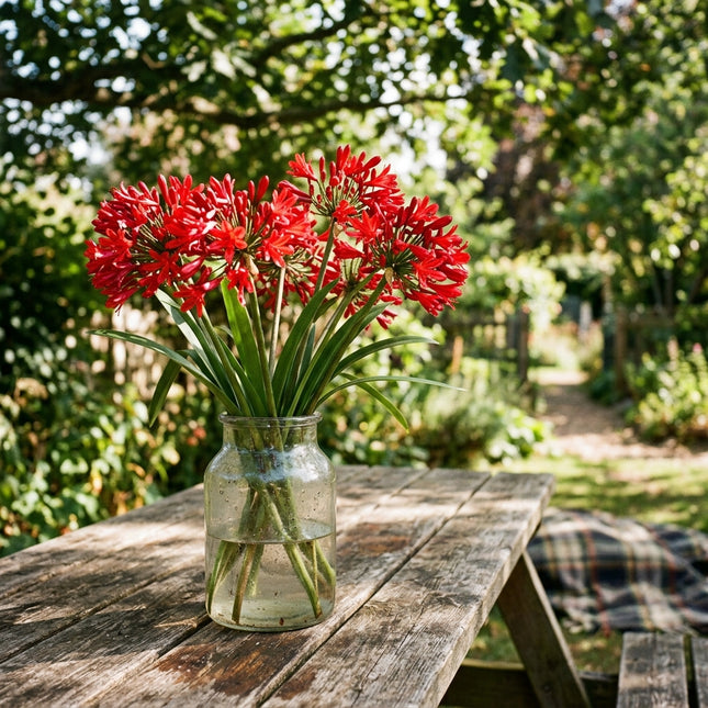 Lush 50 African Lily Flower Seeds, Red - Drought Tolerant, Heirloom Floral Blooms, for Garden Borders