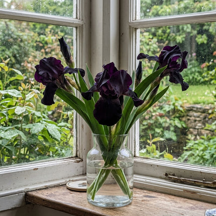 50 Count Black Iris Seeds - for Garden Borders, for Planting, Beautiful Perennial Flowers