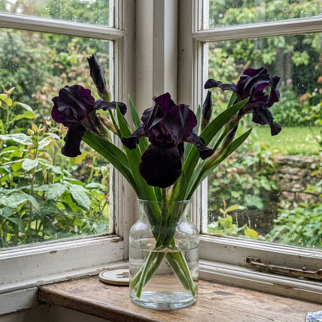50 Count Black Iris Seeds - for Garden Borders, for Planting, Beautiful Perennial Flowers