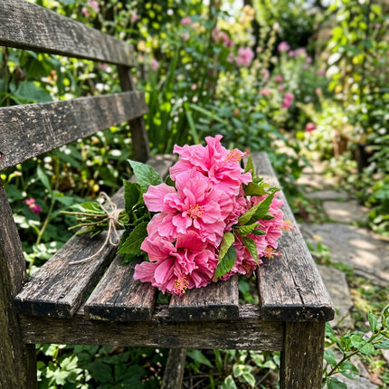 100 Count Double Pink Hibiscus Seeds - for Garden Borders, Nature Inspired Landscape, Cut Flower Arrangements