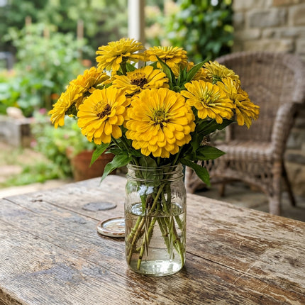 Breathtaking 100 Zinnia Flower Seeds, Yellow - Drought Tolerant, Heirloom Floral Blooms, Stunning Yard Decor