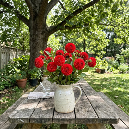 50 Pompon Red Dahlia Seeds for Home Garden - for Garden Borders, Cut Flower Arrangements